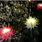 LightBud Solar Chrysanthemum Lantern