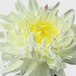 LightBud Solar Chrysanthemum Lantern