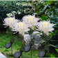 LightBud Solar Chrysanthemum Lantern